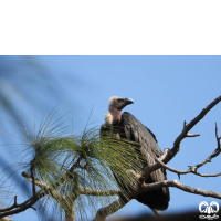 گونه دال پشت سفید White-rumped Vulture